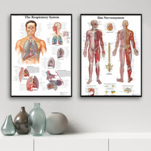 Human Anatomy Muscle System Art Canvas Poster and Printed Body Map Canvas Wall Picture Hospital Classroom Bedroom Decoration